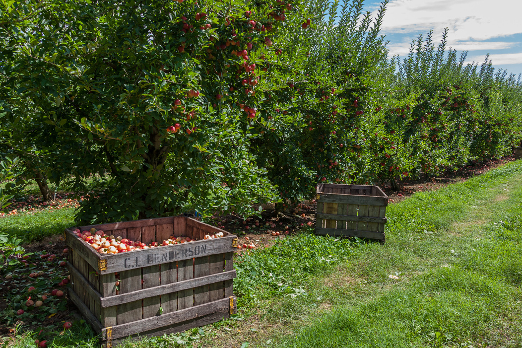 Wooden Crates Filled with Apples at an Orchard