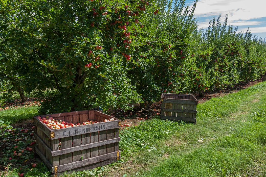 Wooden Crates Filled with Apples at an Orchard